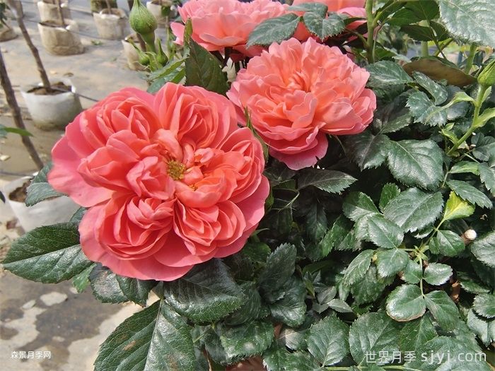 果汁系列里的月季品种有哪些？(图2)