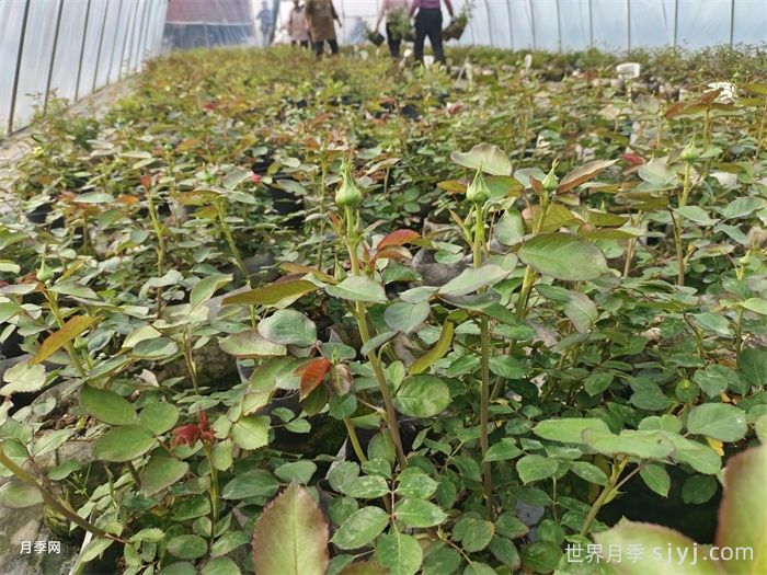 种月季花用什么土比较好？最佳泥炭椰壳羊粪(图2)