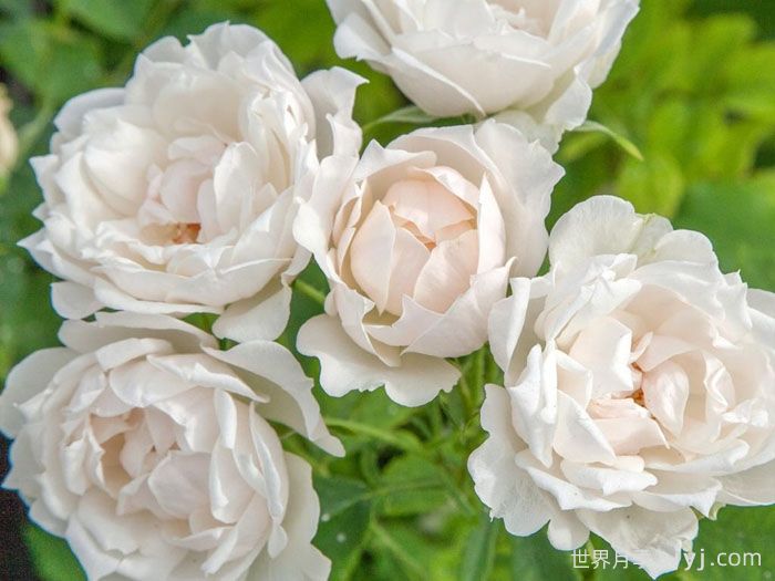 冰冠月季/冰冠玫迪兰月季Icecap(图1)