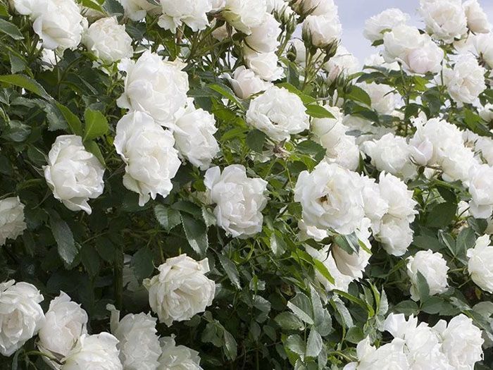 冰冠月季/冰冠玫迪兰月季Icecap(图2)