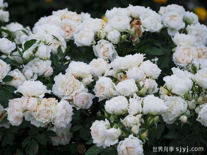 冰冠月季/冰冠玫迪兰月季Icecap(图4)