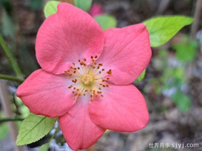 珊瑚玫迪兰月季Coral Meidiland(图2)