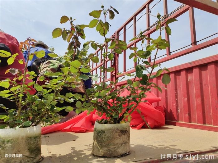 移栽的月季出现蔫黄情况，该如何解决？月季正确移栽方法(图2)