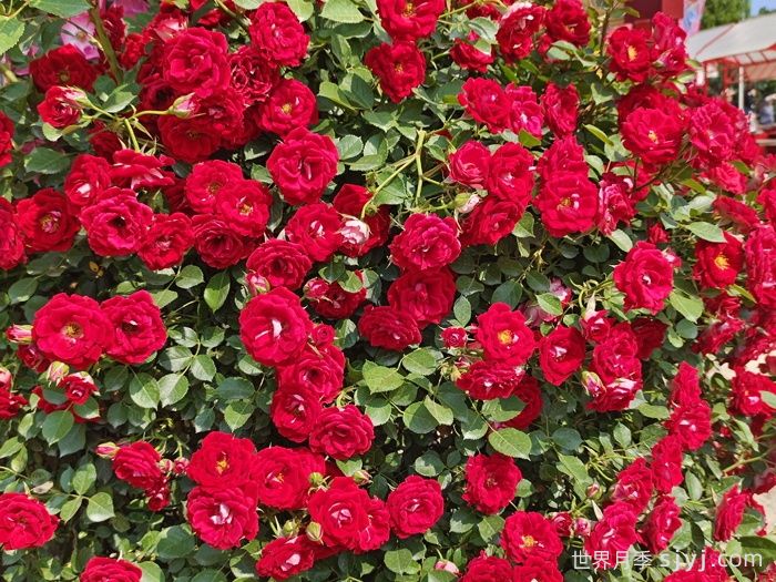 推荐9种必入的爬藤月季，适合打造月季花墙(图2)