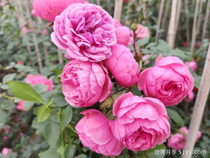 推荐9种必入的爬藤月季，适合打造月季花墙(图4)