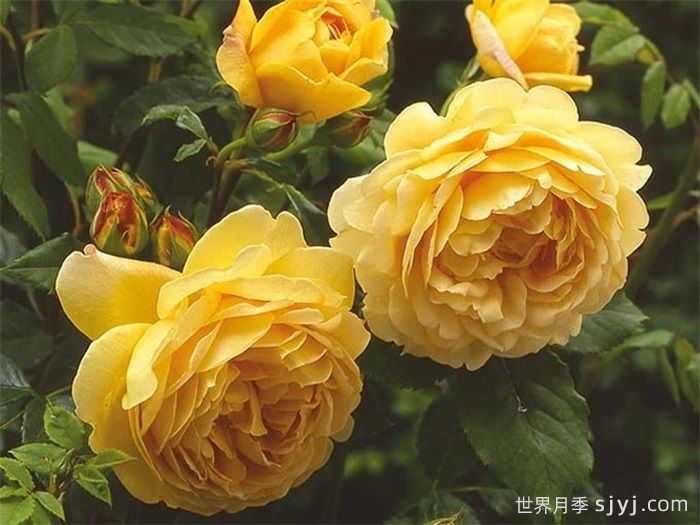 推荐9种必入的爬藤月季，适合打造月季花墙(图9)