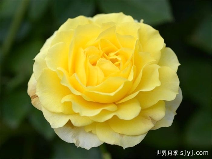 黄爱玫月季/黄色玫兰之爱/安妮杜普蕾/柠檬马卡龙Yellow Meilove(图1)
