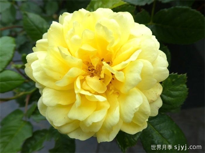 黄爱玫月季/黄色玫兰之爱/安妮杜普蕾/柠檬马卡龙Yellow Meilove(图2)