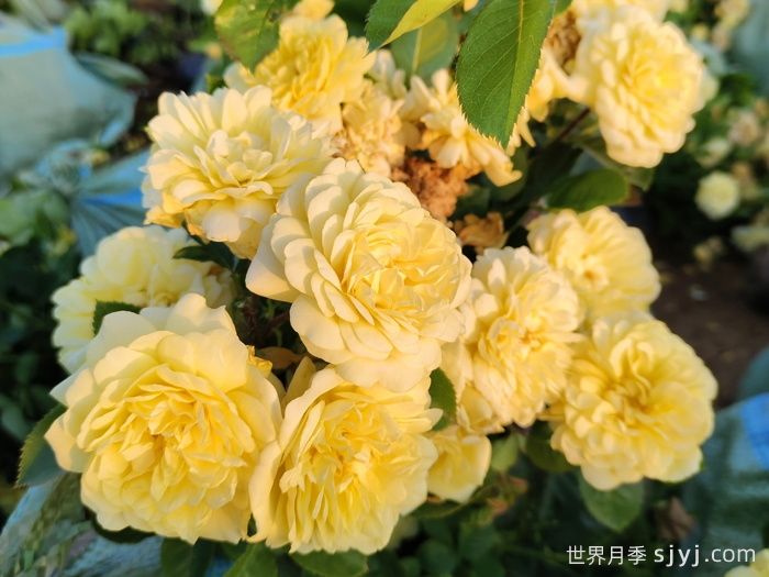 黄爱玫月季/黄色玫兰之爱/安妮杜普蕾/柠檬马卡龙Yellow Meilove(图3)