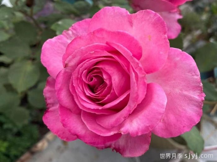 精选15个绝美月季品种，值得入手(图4)