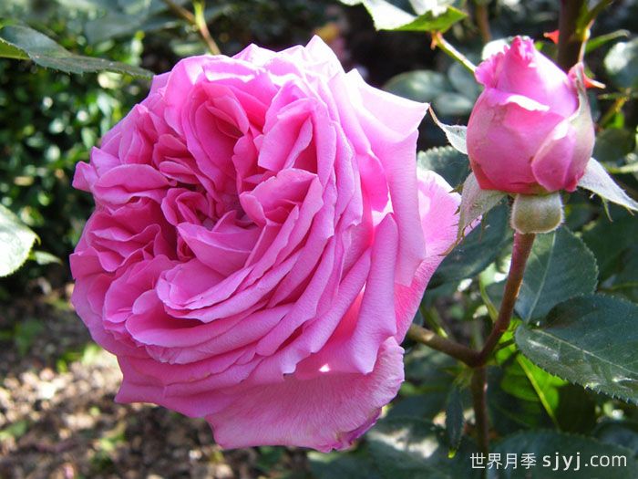 伯纳黛特拉芳特月季/伯纳黛特拉封/伯纳蒂特拉方特Bernadette Lafont(图2)