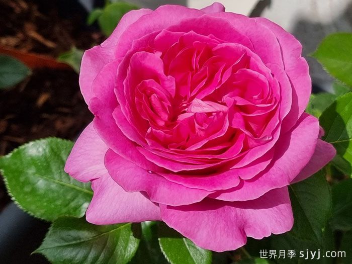 伯纳黛特拉芳特月季/伯纳黛特拉封/伯纳蒂特拉方特Bernadette Lafont(图1)