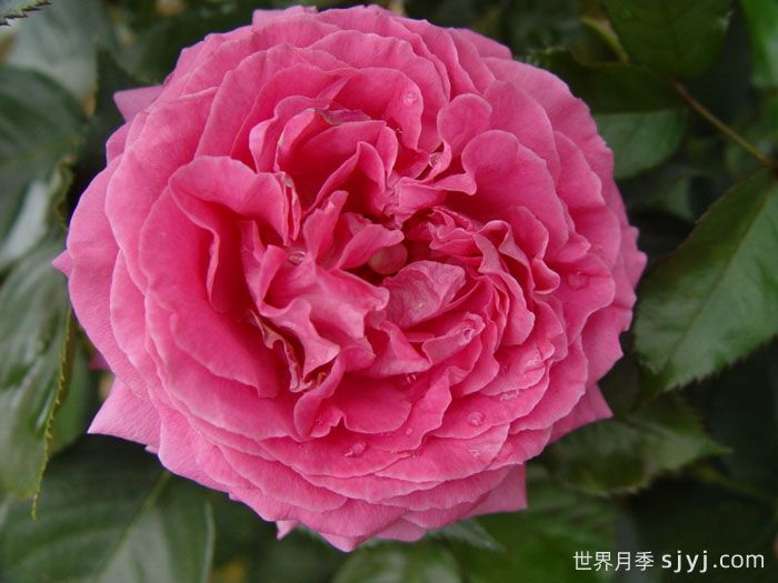 伯纳黛特拉芳特月季/伯纳黛特拉封/伯纳蒂特拉方特Bernadette Lafont(图3)