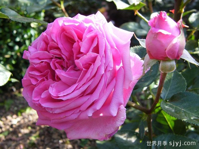 精选15个绝美月季品种，值得入手(图1)