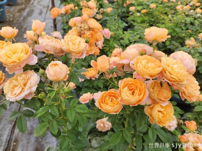 精选15个绝美月季品种，值得入手(图7)