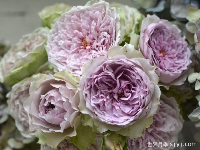 首饰盒月季/珠宝盒月季Coffret(图2)