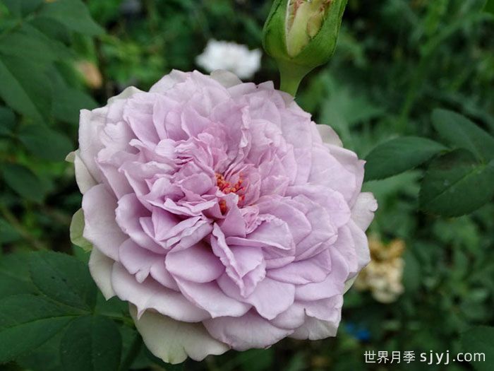 首饰盒月季/珠宝盒月季Coffret(图4)