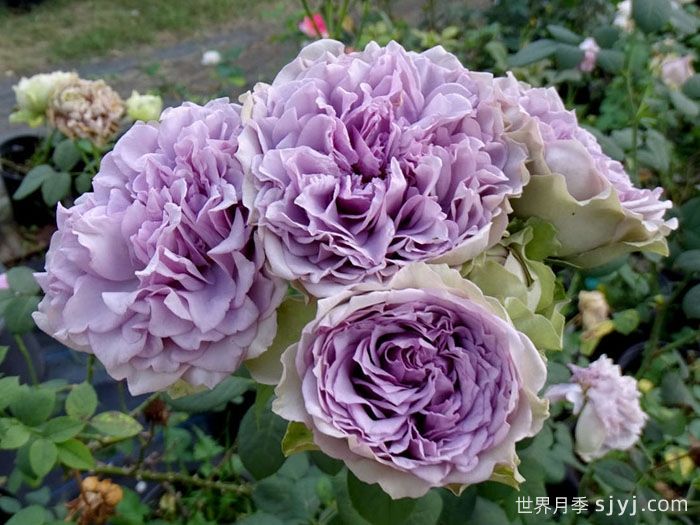 首饰盒月季，紫绿复色渐变的日本月季(图1)