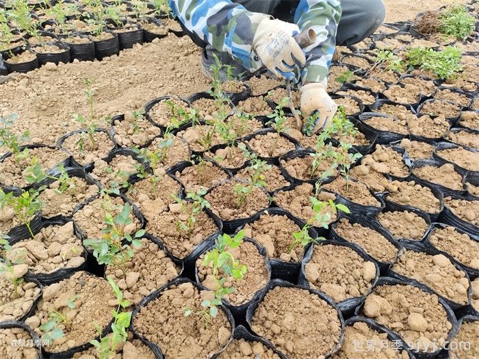 刚买回来的月季牙签苗如何缓苗？(图2)