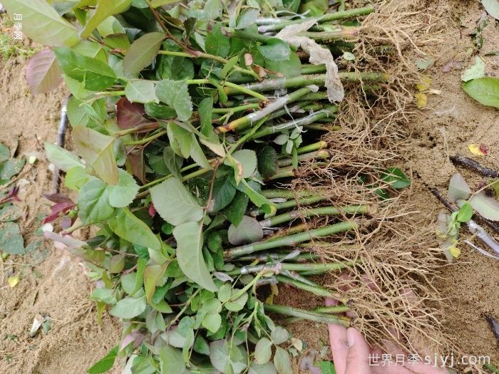 月季小苗/月季牙签苗(图3)