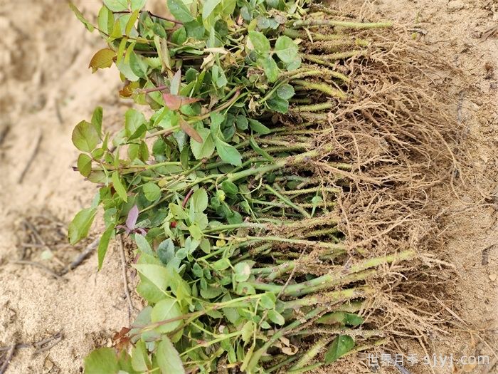 月季小苗/月季牙签苗(图5)