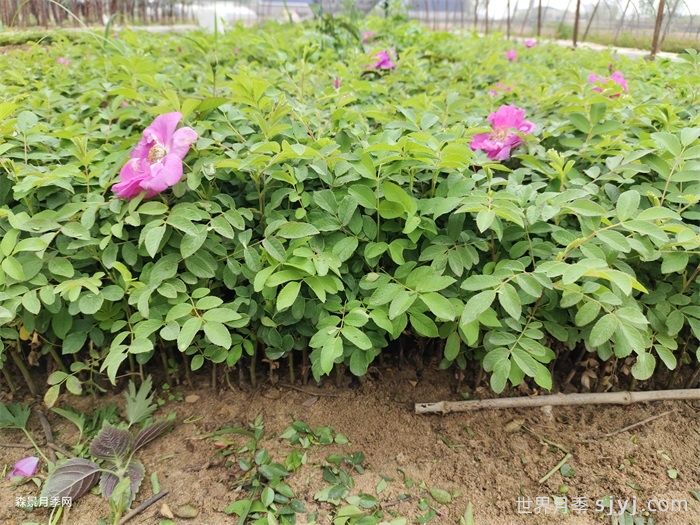 月季小苗/月季牙签苗(图7)