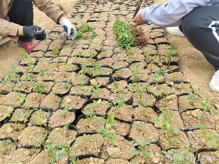 月季小苗/月季牙签苗(图10)