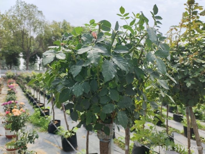 月季长太高怎么办？正确的修剪方法控制株高(图1)