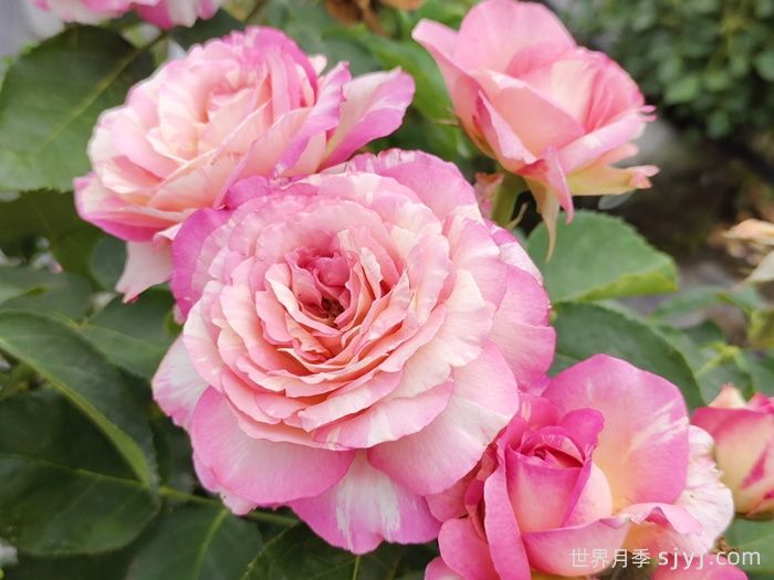 减少月季常见的病虫害问题，收获芬芳美丽的月季花(图1)