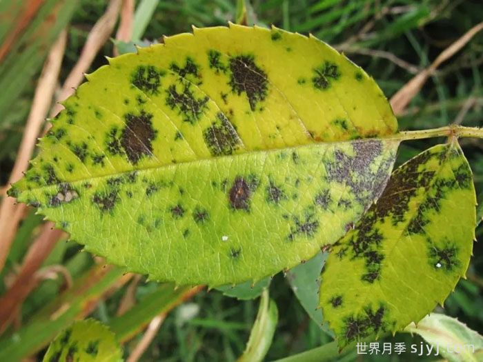 减少月季常见的病虫害问题，收获芬芳美丽的月季花(图2)