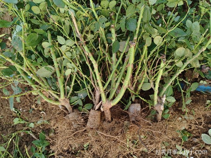 月季裸根苗(图1)