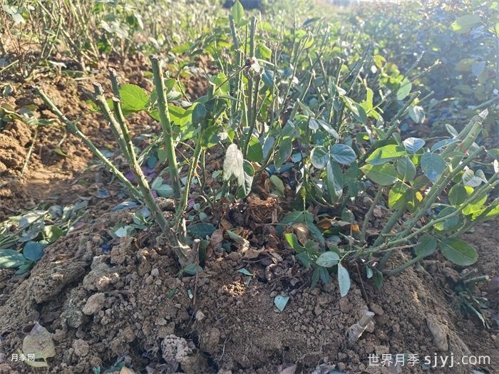 月季裸根苗(图5)