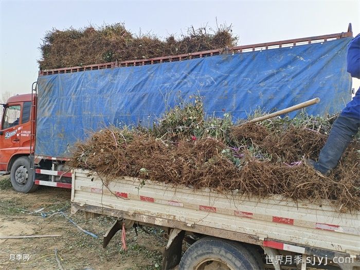 月季裸根苗(图6)