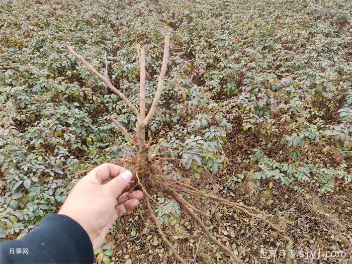 玫瑰种苗(图4)