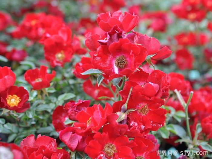 皇家巴西诺月季/巴西诺月季Royal Bassino(图1)