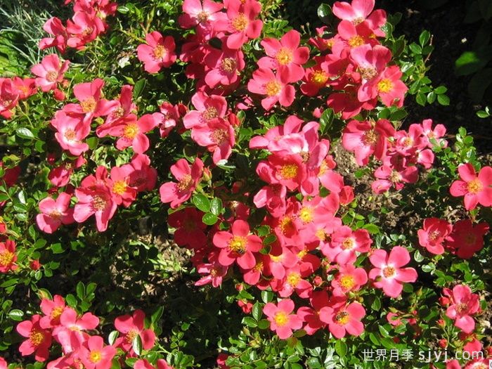 哈德福俊月季/赫特福德郡Hertfordshire(图2)