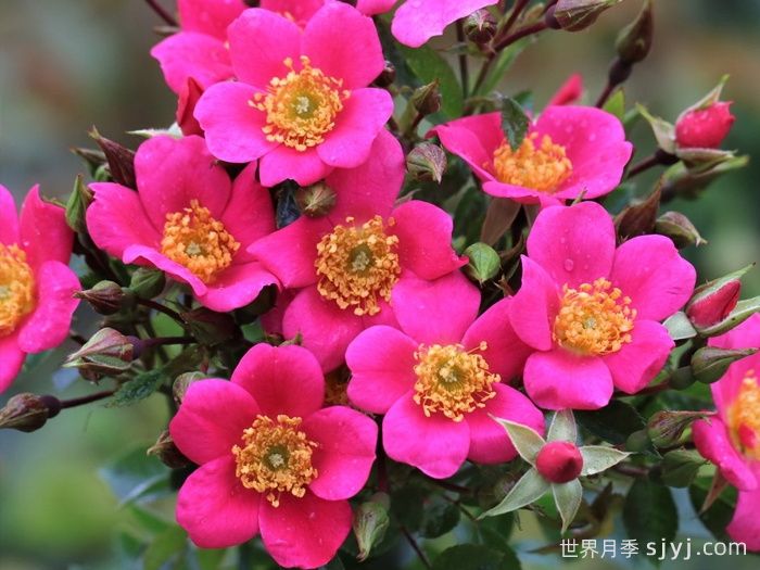 哈德福俊月季/赫特福德郡Hertfordshire(图3)