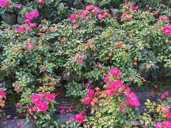 寒地玫瑰月季(图2)