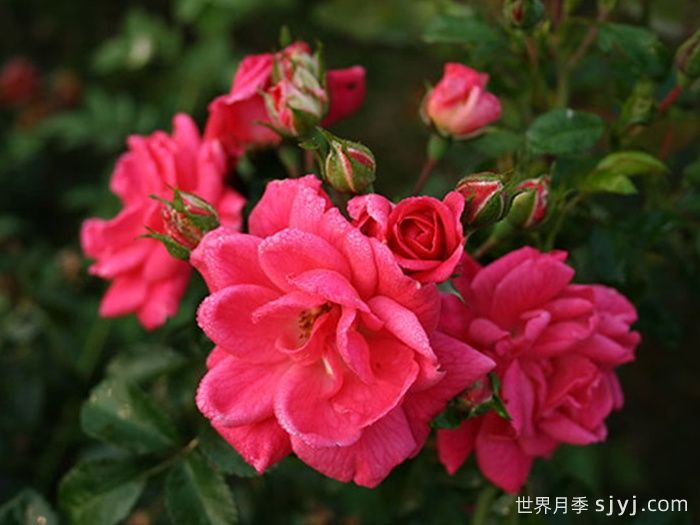 寒地玫瑰月季(图1)