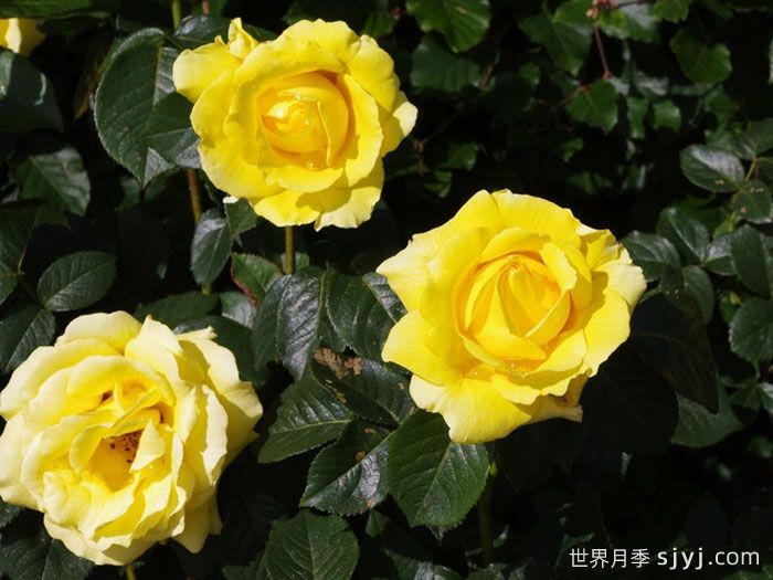 坎特公主月季Princess Michael of Kent(图3)