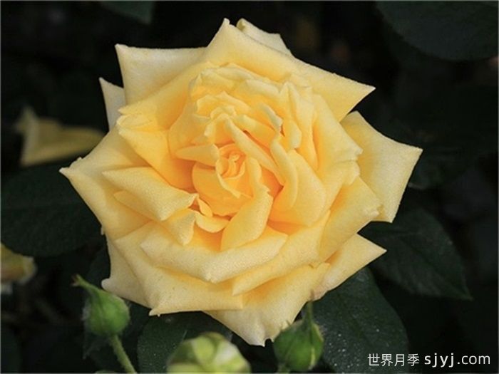 坎特公主月季Princess Michael of Kent(图2)