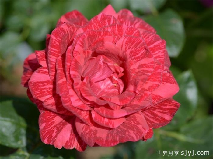 红色直觉月季Red Intuition(图2)