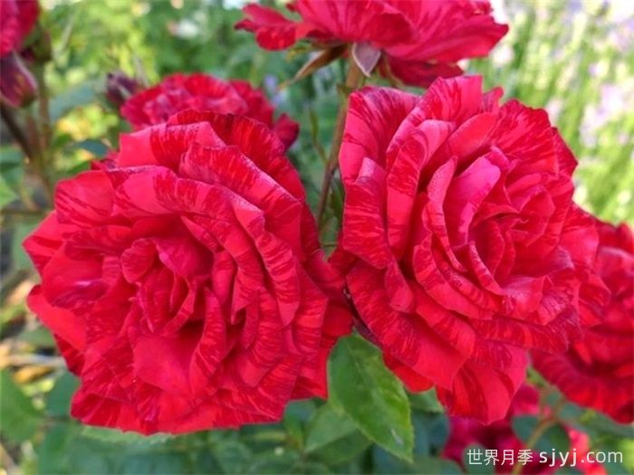 红色直觉月季Red Intuition(图4)