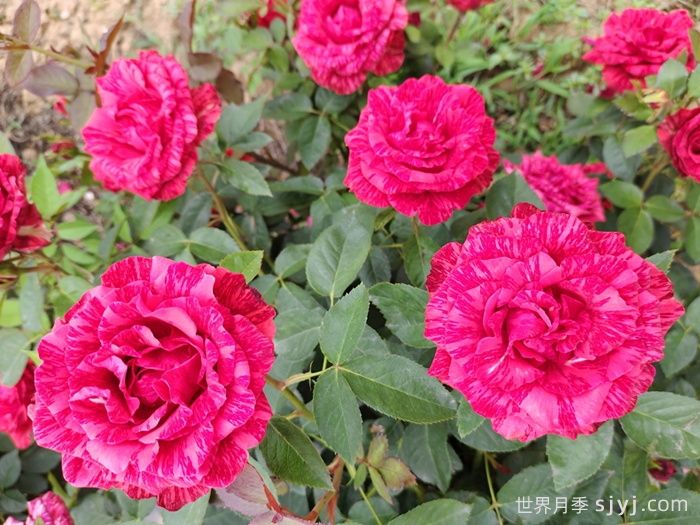 红色直觉月季Red Intuition(图5)