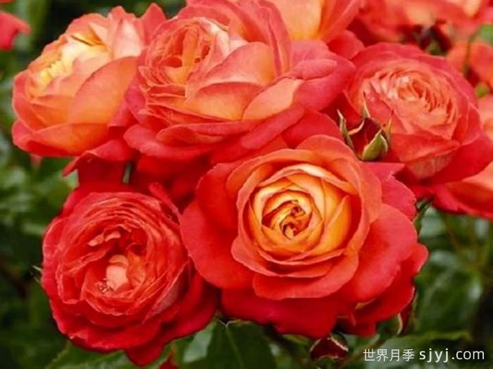 橙色浪漫月季/浪漫橙色月季Orange Romantica(图3)