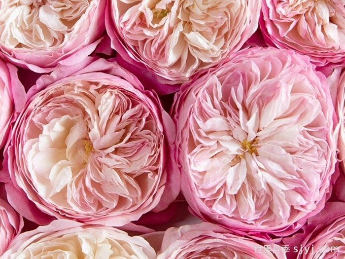 康斯坦茨月季Constance(图2)