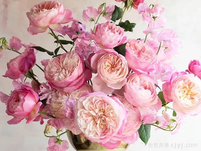 康斯坦茨月季Constance(图3)