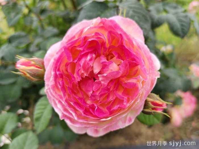 詹森月季/罗斯曼尼詹森月季Rosomane Janon(图1)