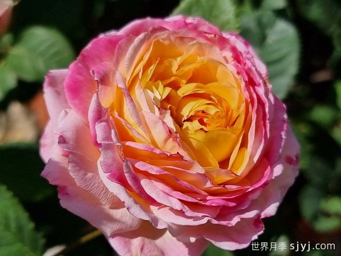 詹森月季/罗斯曼尼詹森月季Rosomane Janon(图2)