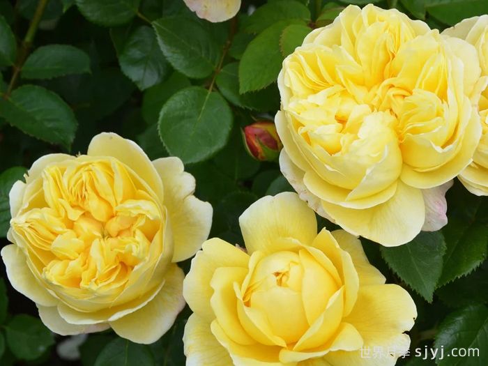 查尔斯达尔文月季Charles Darwin(图2)